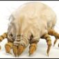 گال scabies