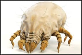 گال scabies