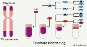 تلومر و پیری سلول